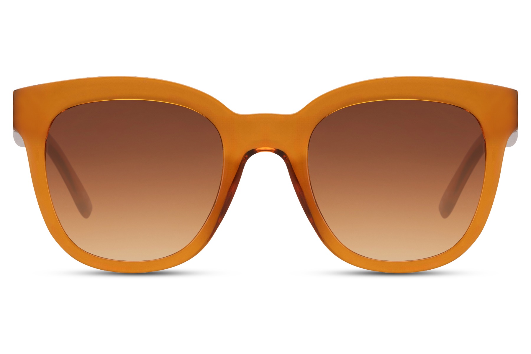 Hippocampus main product photo